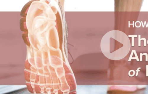 How We Move: The Gross Anatomy of Motion - TGC- Elizabeth A. Murray, PhD