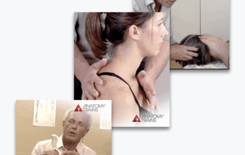 The Pelvis, Neck and Breath Bundle - Anatomy Trains