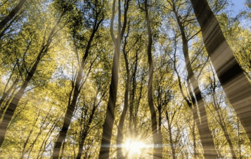 Surrender & Ascend Meditation - Michael Mackintosh